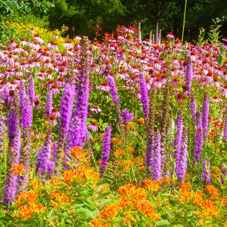 Variety of brightly colored native flowers