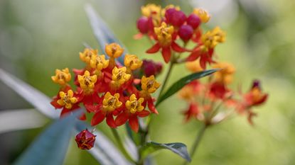 Bright flowers of a tropical milkweed plant