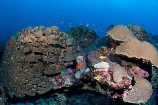 Large colonies of boulder star coral and symmetrical brain coral cover the coral reef cap of Flower Garden Banks National Marine Sanctuary.