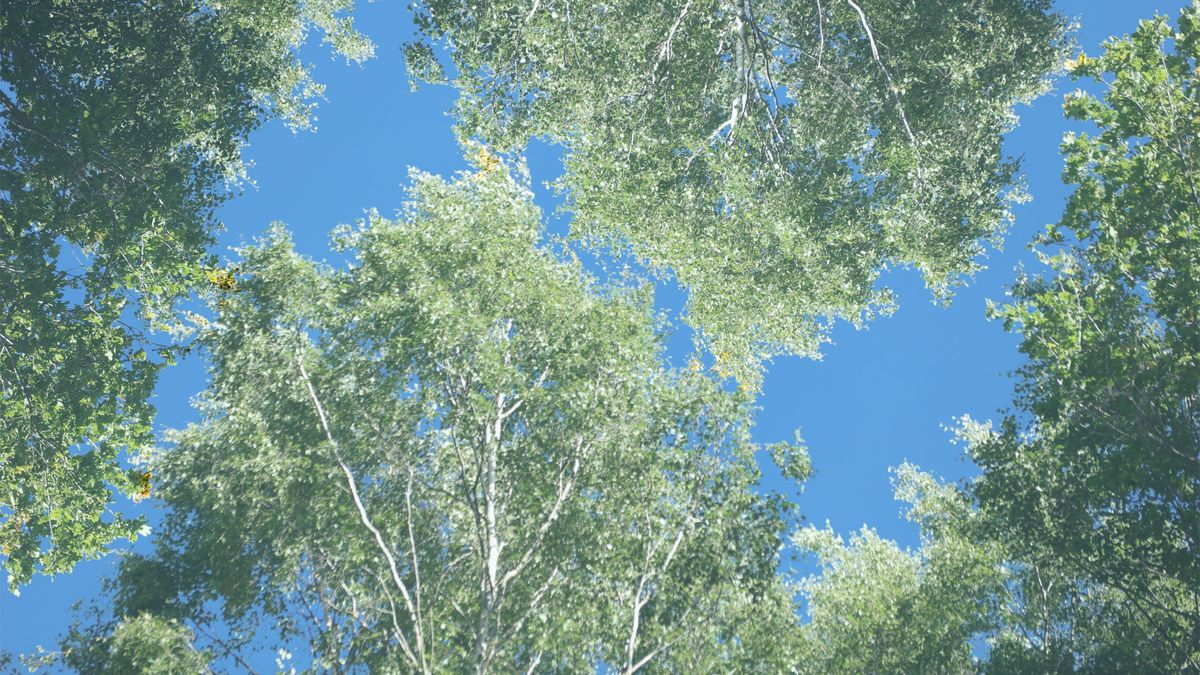 Multiple exposure images of a woodland scenes