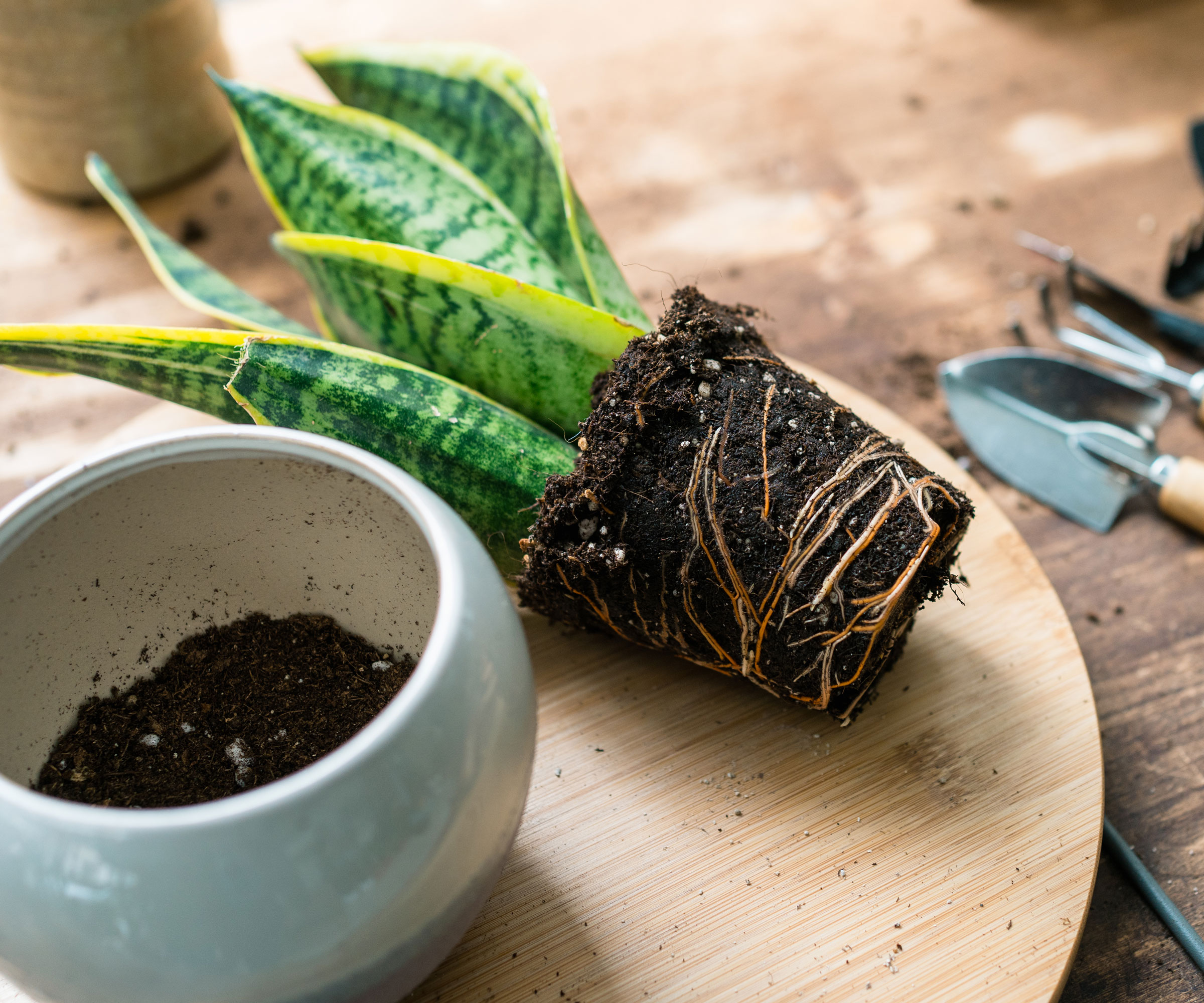 snake plant roots showing next to white pot on wooden table