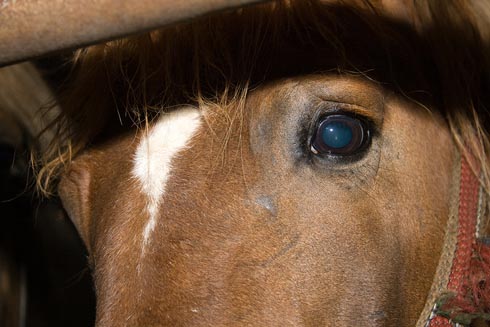 A horse being transported long distance prior to slaughter