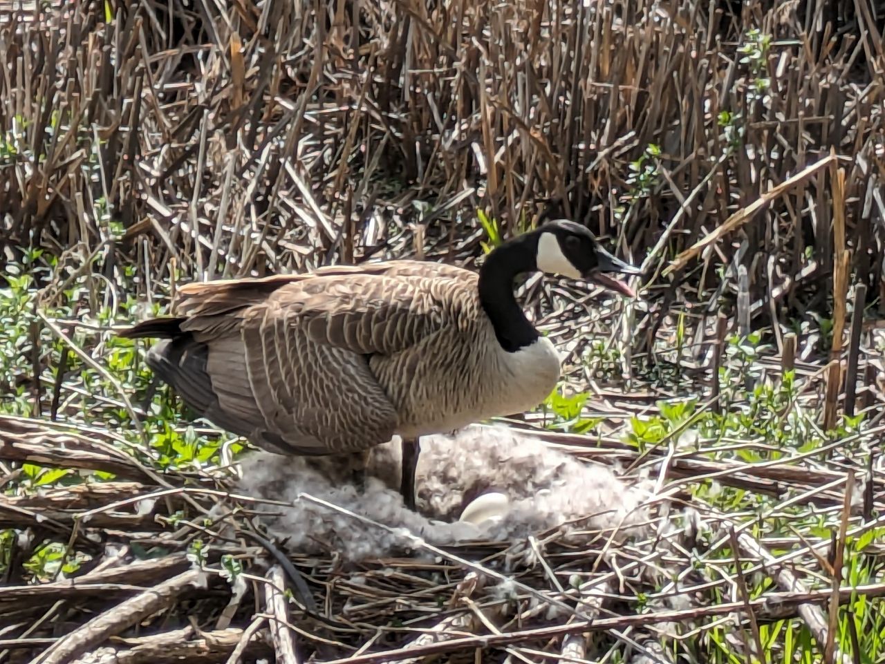 Google Pixel 7a camera samples