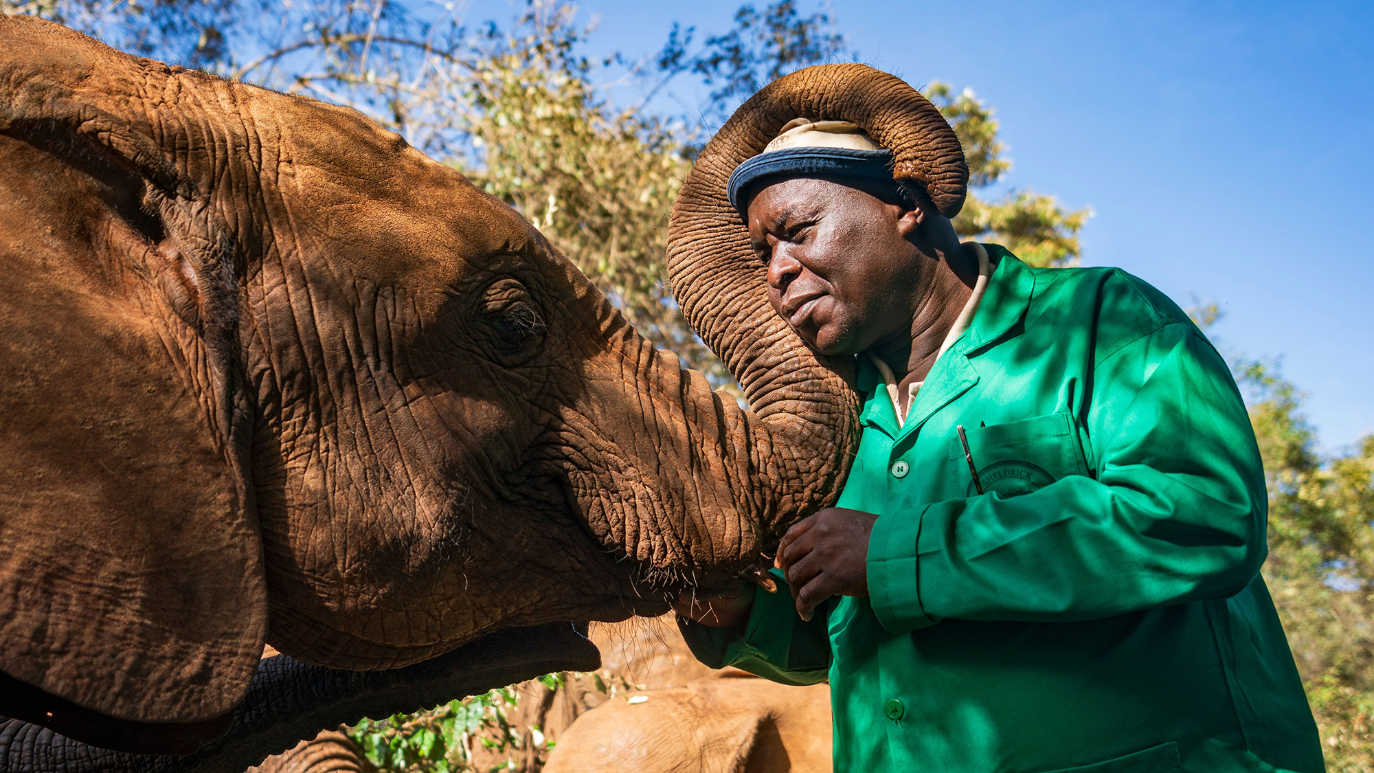 A keeper interacts with an African elephant at Sheldrick Wildlife Trust Nursery in Nairobi, Kenya