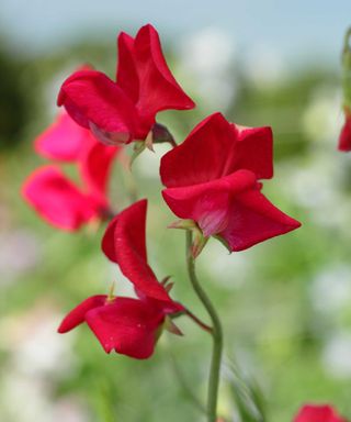 sweet pea 'King Edward VII'