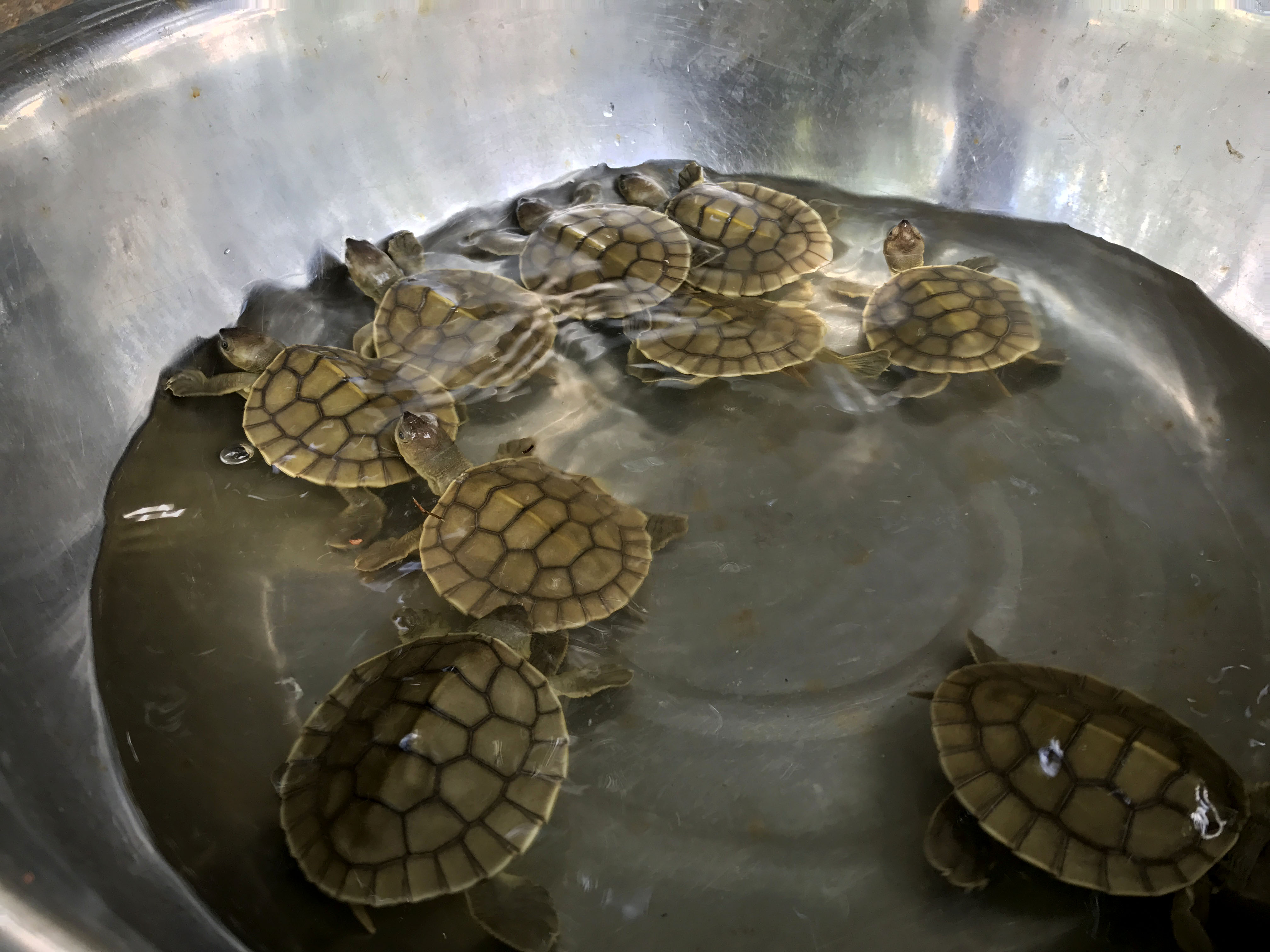 Turtle Triumph: Nine New Cambodian Royal Turtles Hatch 