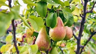 Pears growing on a pear tree