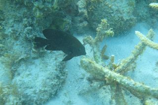Sikkel found evidence that longfin damselfish, such as this one pictured here, are infected by blood parasites.