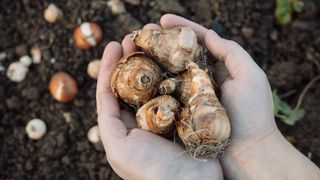 Hands holding daffodil bulbs before planting in the ground