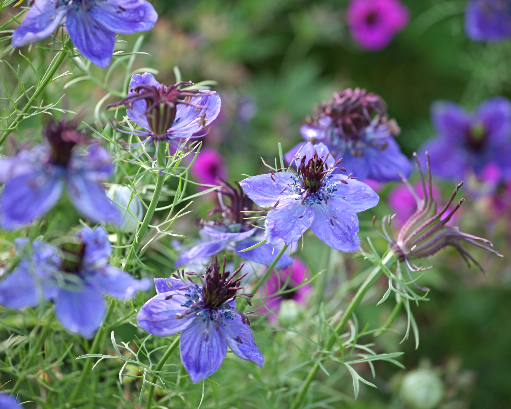 blue nigella growing in a garden
