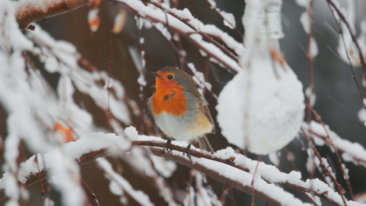 best winter food for robins