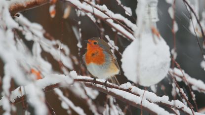 robin in a snowy garden