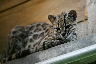 Photography is at the heart of remarkable discovery of a new cat species – even if it was science that delivered the definitive proof