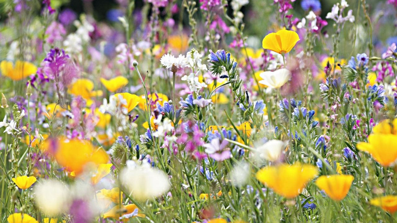 wildflowers