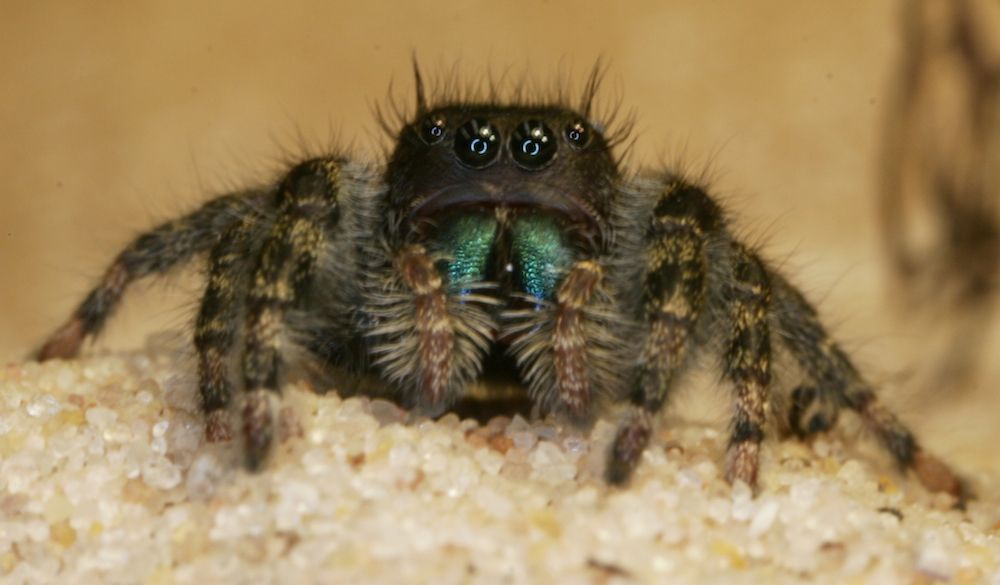 Jumping spider