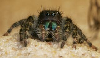 The inner workings of the brains of jumping spiders remained elusive until now.