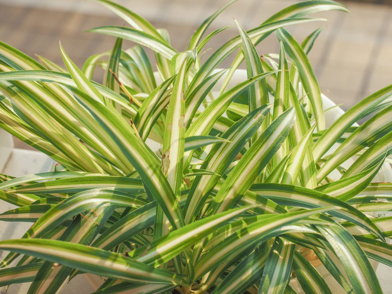 Indoor Potted Spider Plant