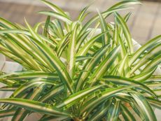 Indoor Potted Spider Plant