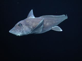 Never-before-seen fish found more than 3 miles under the sea