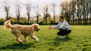 Dog running towards a girl in a field who is crouching down with her arms out