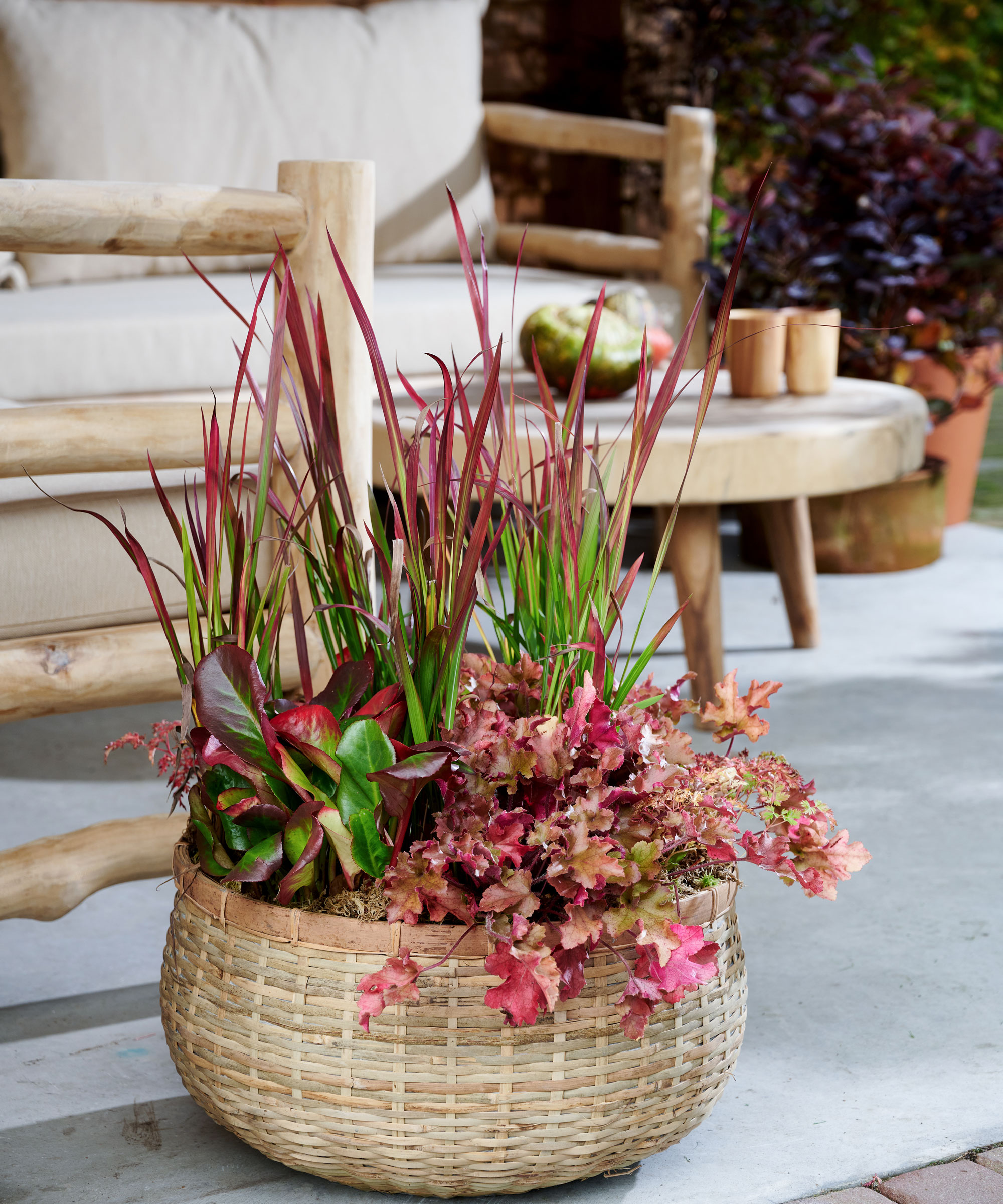 bergenia and heuchera in rattan pot