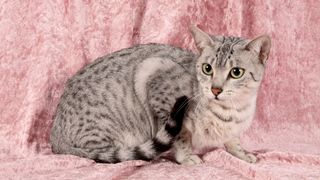 Egyptian mau cat