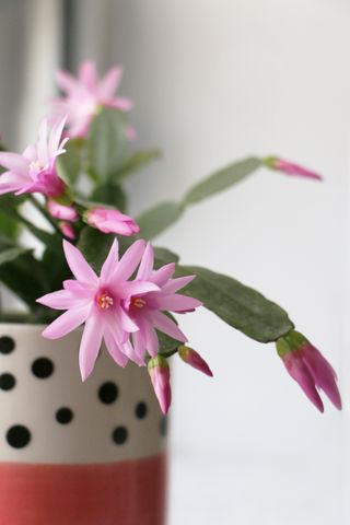 A close-up of a Christmas cactus in a ceramic planter