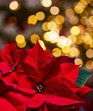 red poinsettia flower with sparking lights