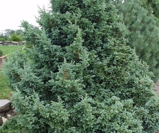 boulevard cypress tree in garden