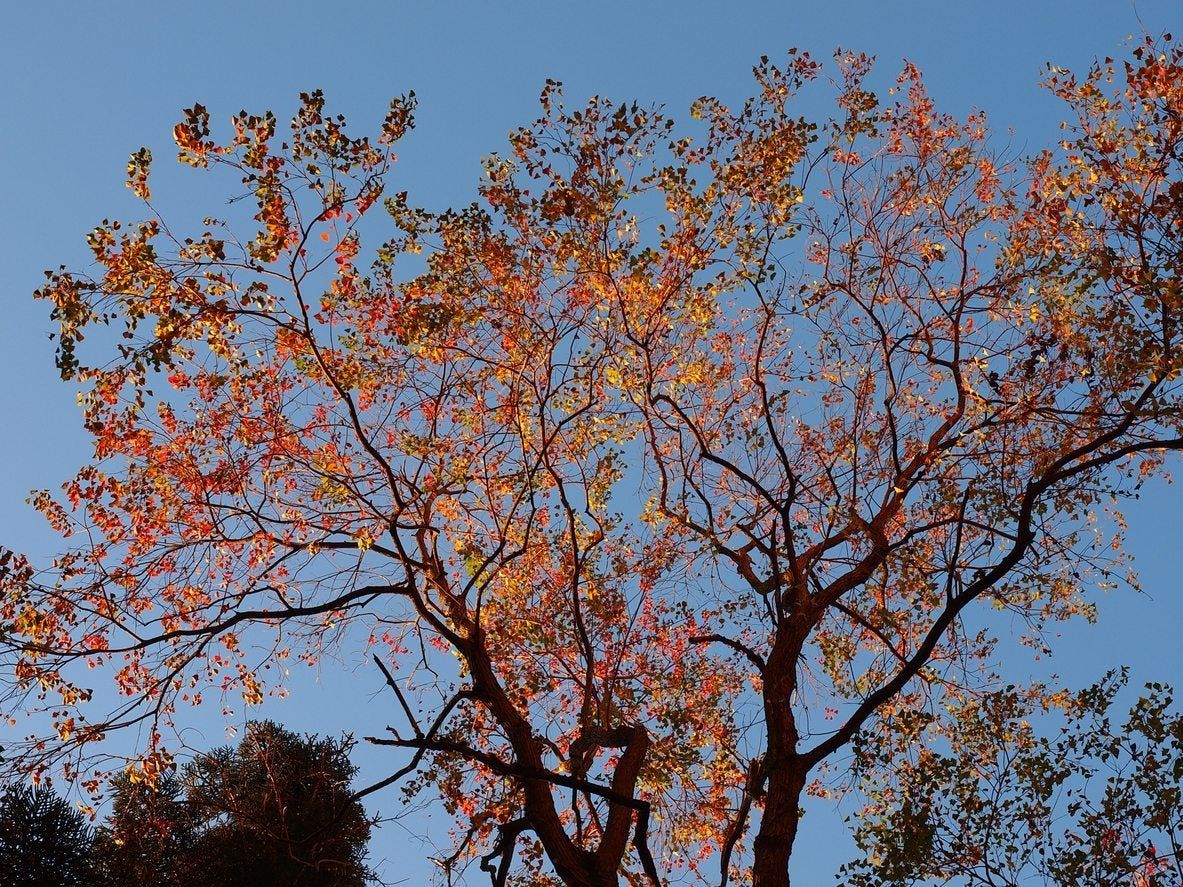 Large Chinese Tallow Tree