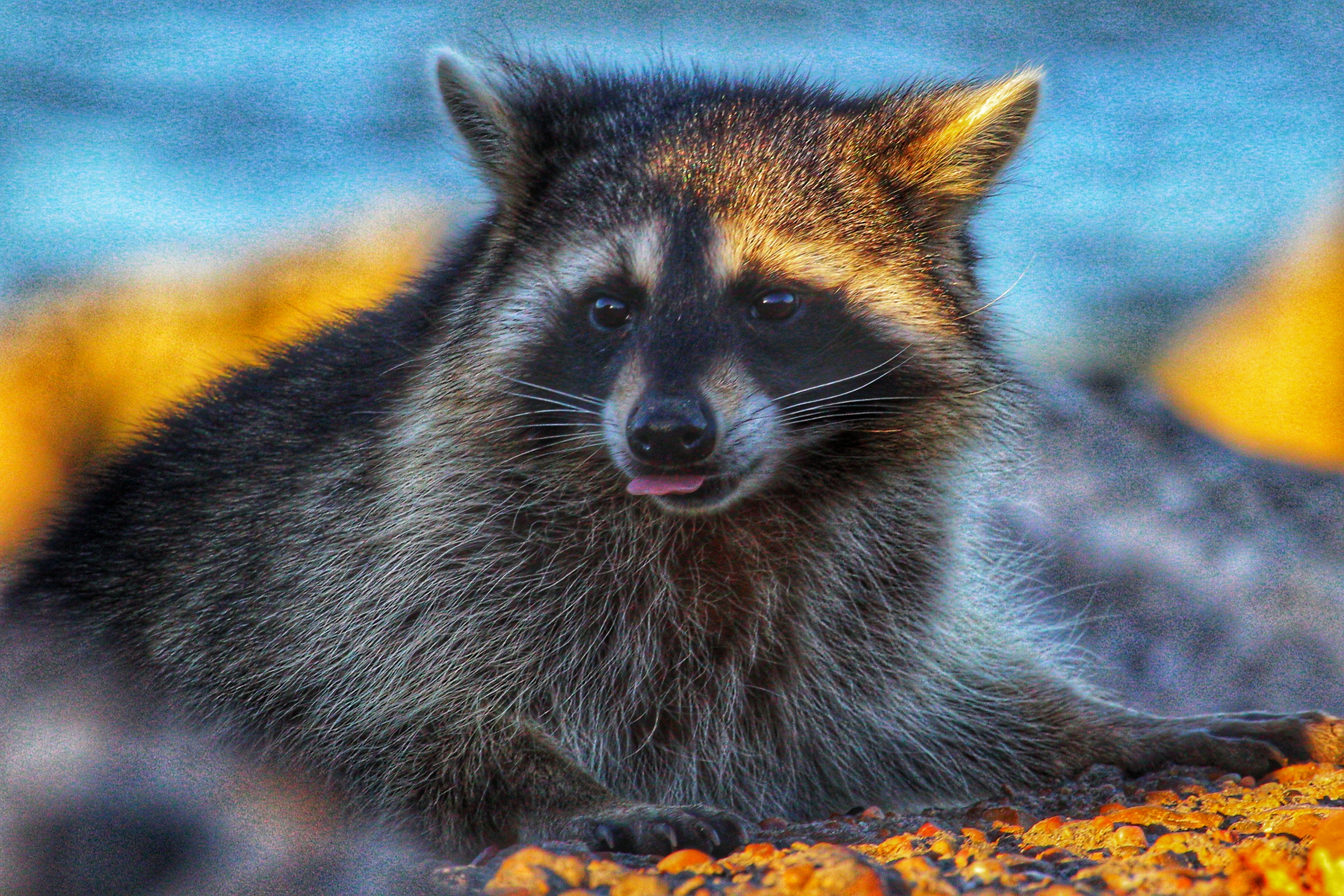 GuruShots - Nature March 2026