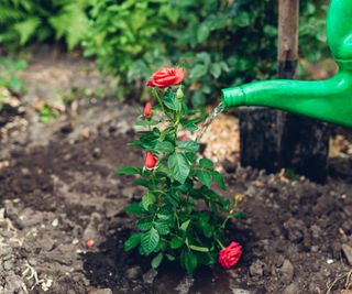 diluted coffee fertilizer added to rose plant