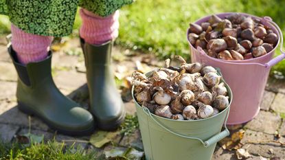 person wearing gardening boots standing next to two buckets filled with spring bulbs