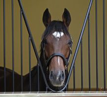 Frankel.jpeg