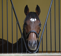 Frankel.jpeg
