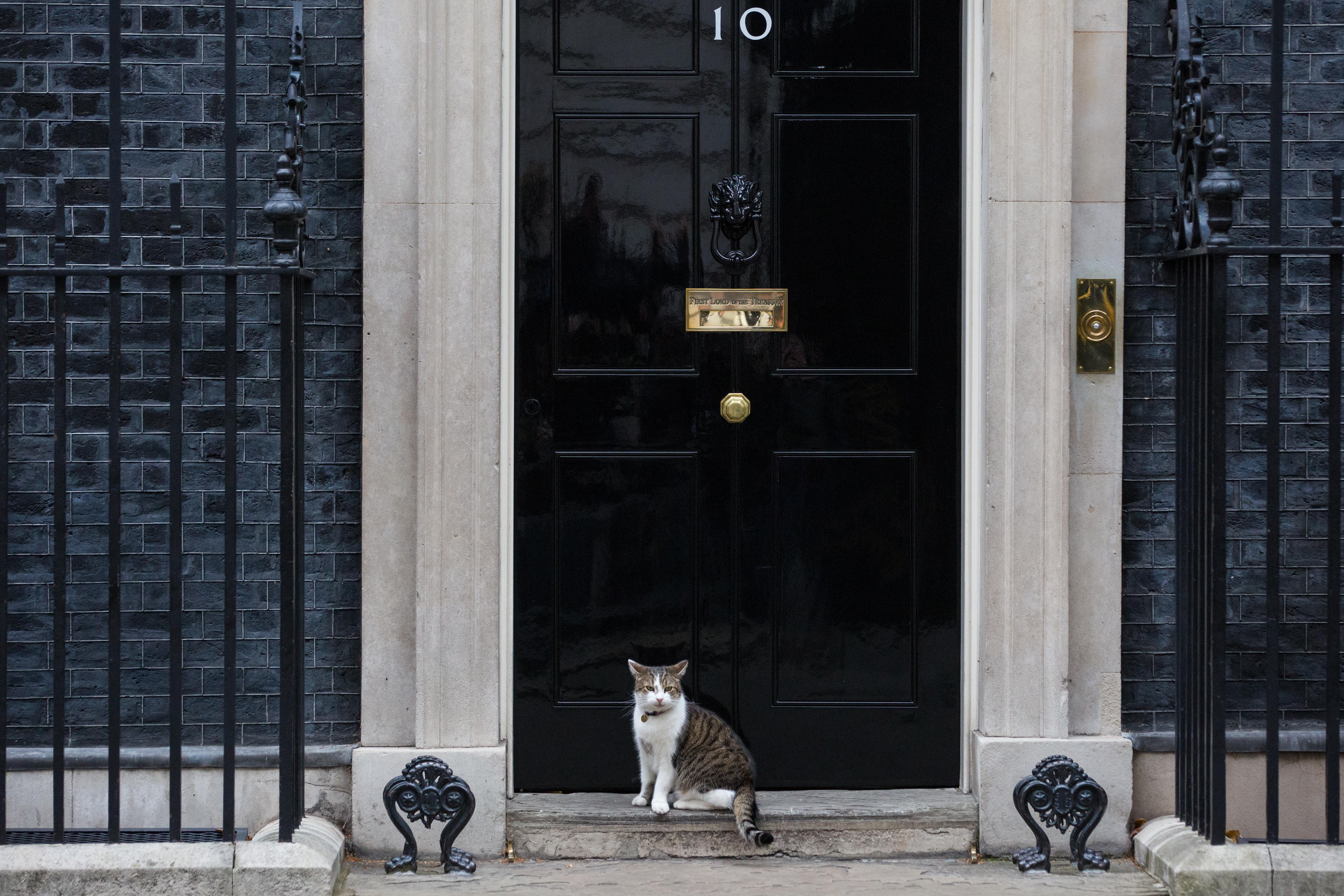 Larry the cat stands outside of Downing Street