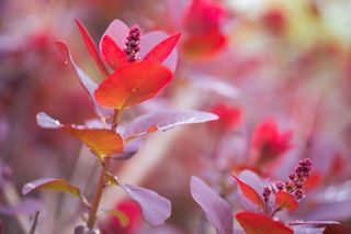 the shrub Photinia 'Red Robin'