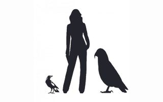 Graphic showing the Heracles inexpectatus silhouette next to an average-height person and a common magpie.