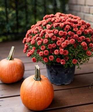 Pink fall mums on a wooden deck with pumpkins