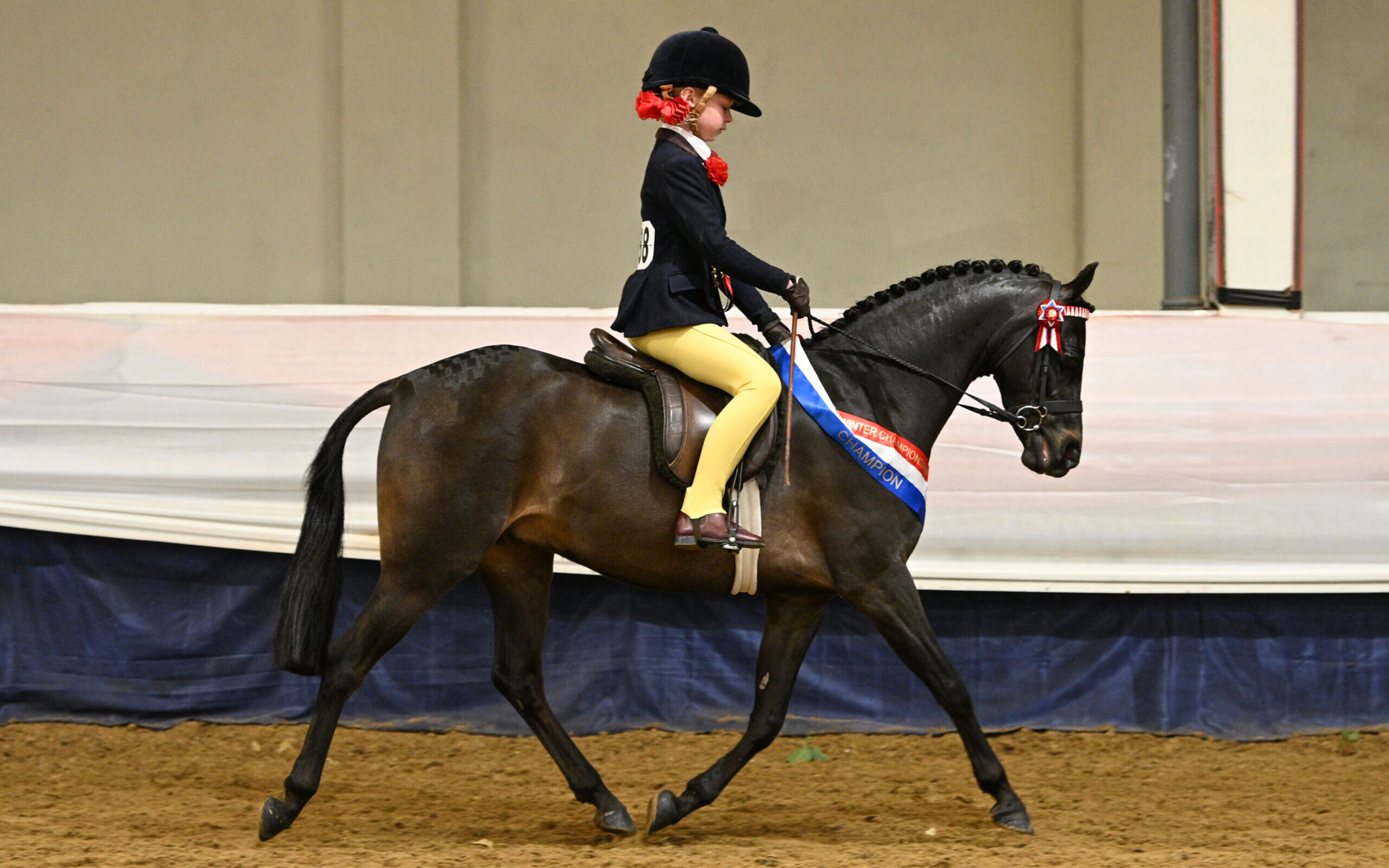 Cosford Valour was piloted by Arabella Pickles to be challenge mini show pony champion; the pair trot from the ring