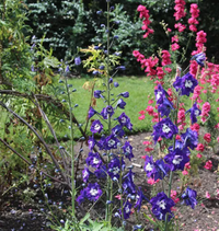 Delphinium King Arthur Group from Crocus