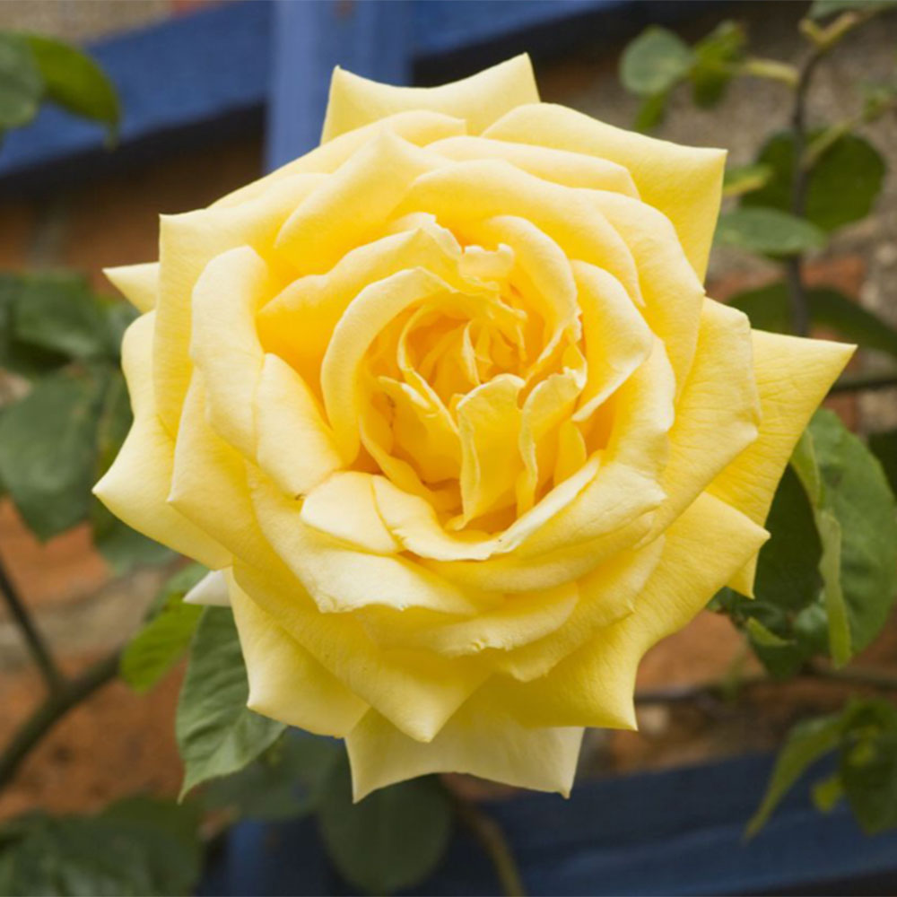 yellow flower on a rose 'Laura Ford'