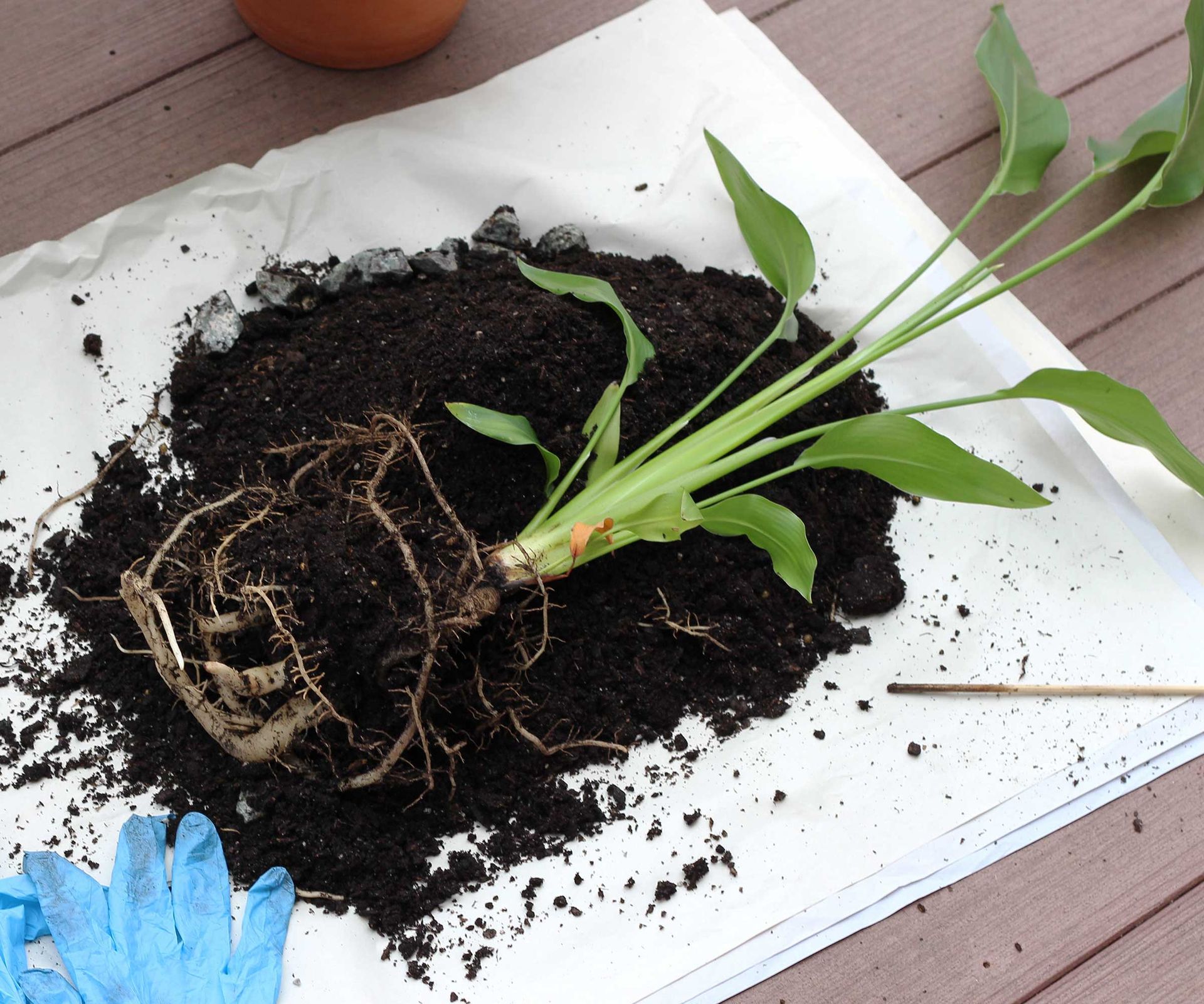 repotting a bird of paradise plant