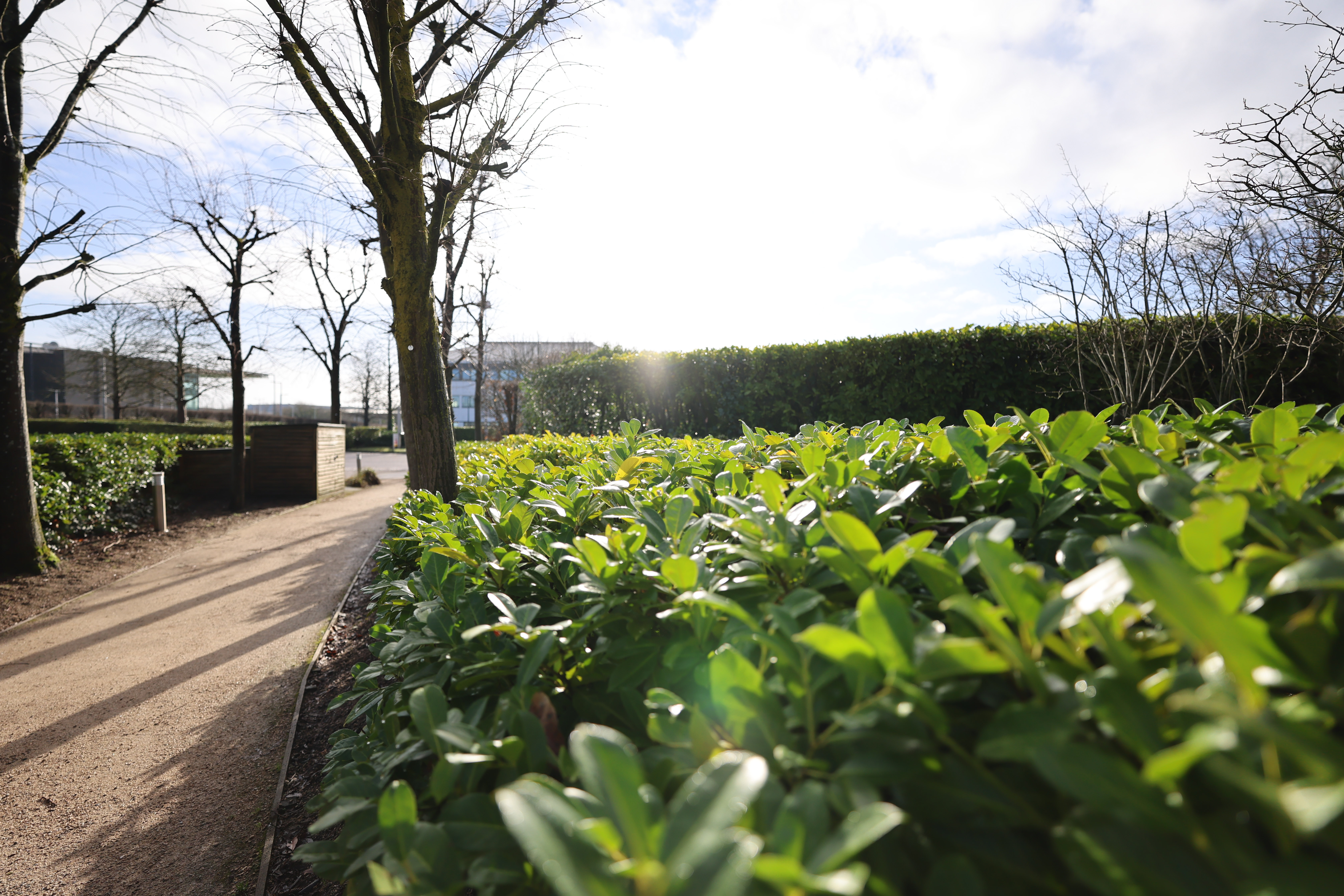 Close-up of green leaves with a bright sun behind
