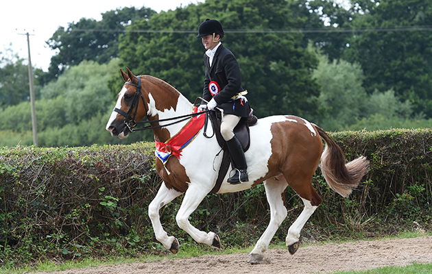 Amateur coloured champion: Constellation II