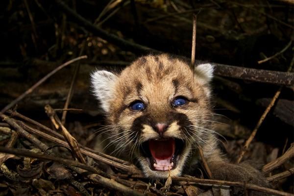 A newborn mountain lion kitten.