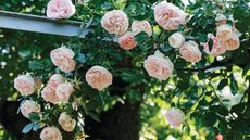 Roses cascading over pergola