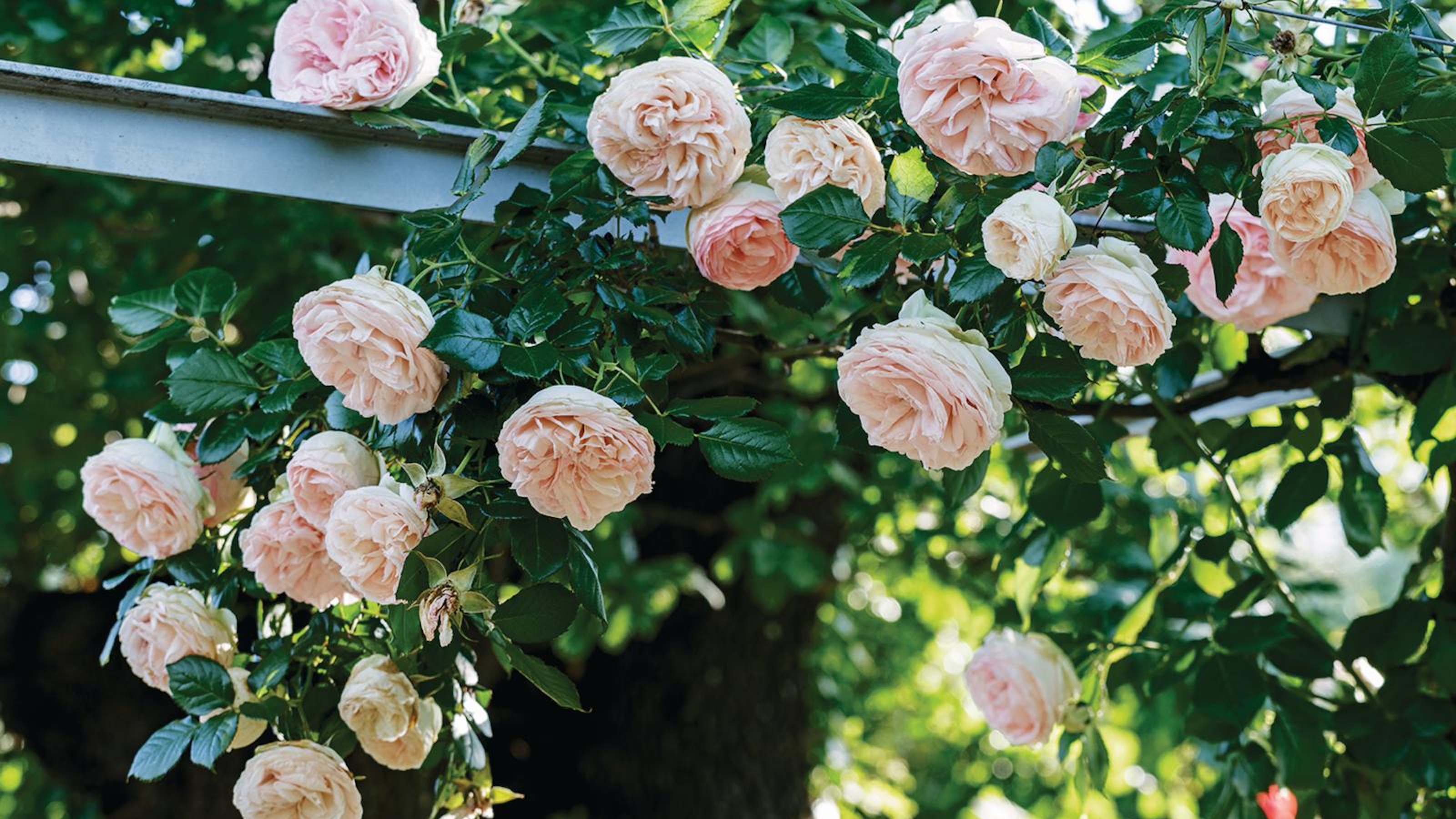 Roses cascading over pergola