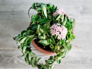 Hoya Carnosa Compacta with pink flowers