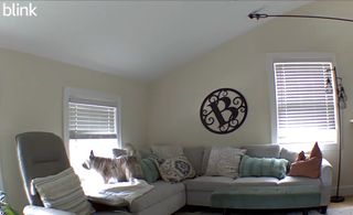 Living room with dog on camera